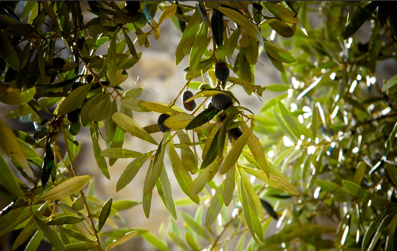 oliveiras azeitonas azeite