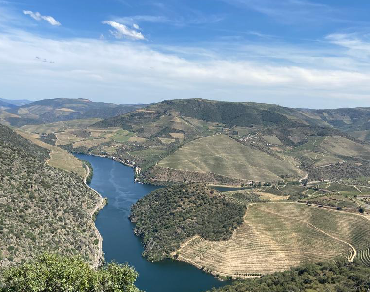  Douro quer ser Cidade Europeia do Vinho em 2023 - Jornal do Centro