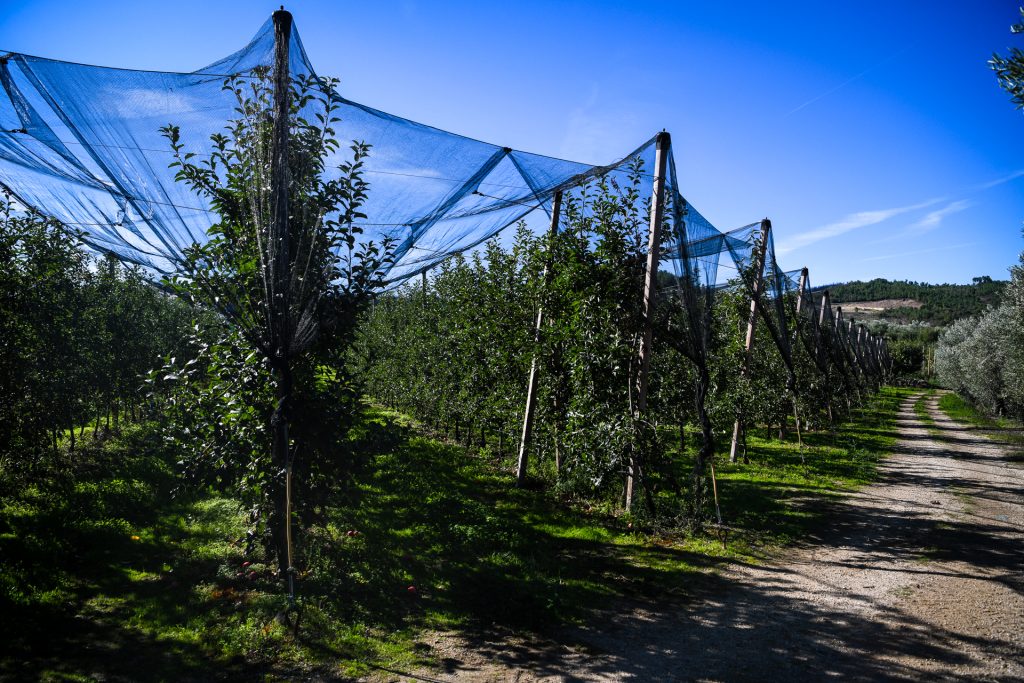  Fruticultores preparam-se para instalar 48 canhões anti-granizo - Jornal do Centro