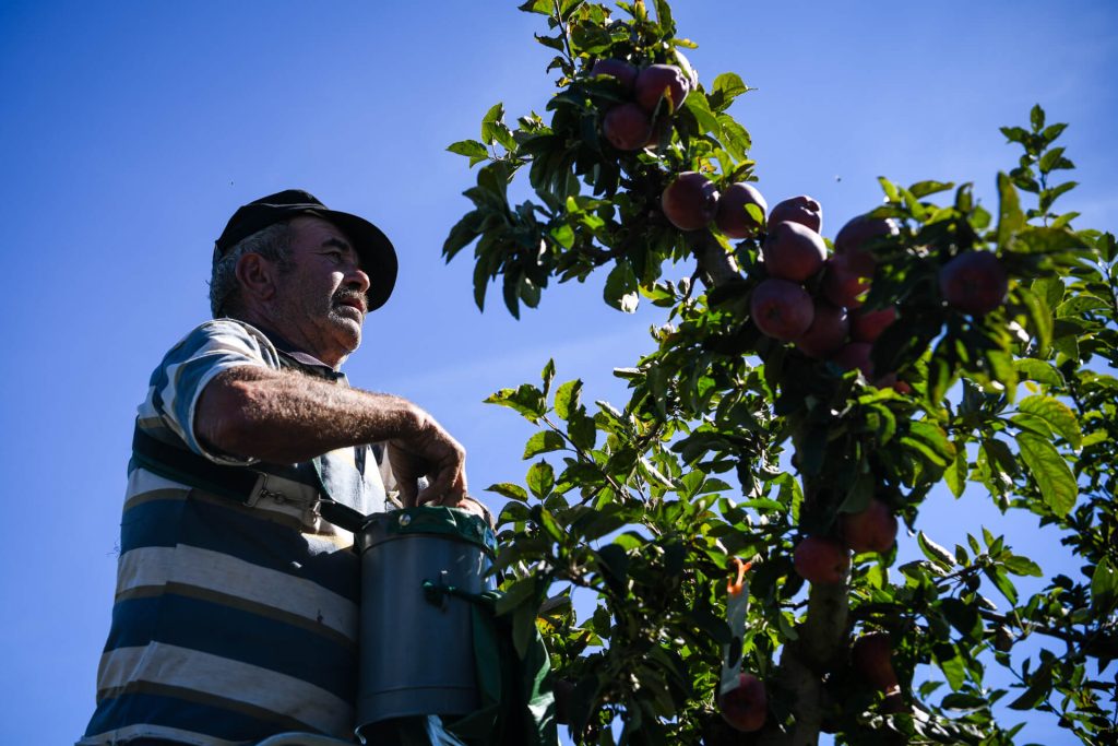  Seca: produtores de maçã racionam regas - Jornal do Centro