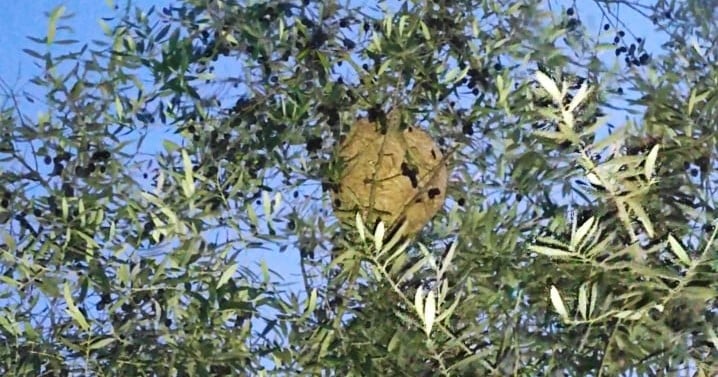  Mais de 900 ninhos de vespa asiática eliminados em Tondela - Jornal do Centro