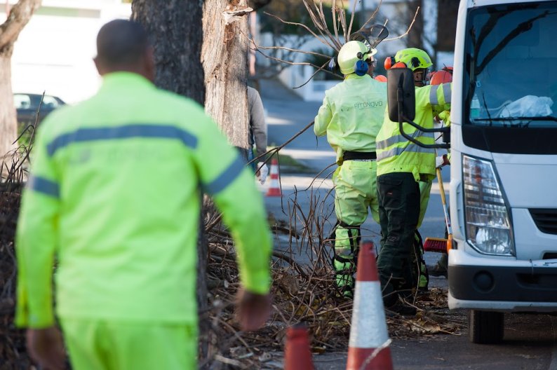  Câmara de Viseu vai podar 9.500 árvores em todo o concelho - Jornal do Centro