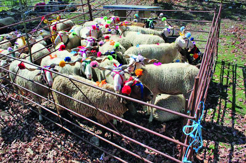  Seia celebra a tradição ancestral da transumância com três mil ovelhas - Jornal do Centro