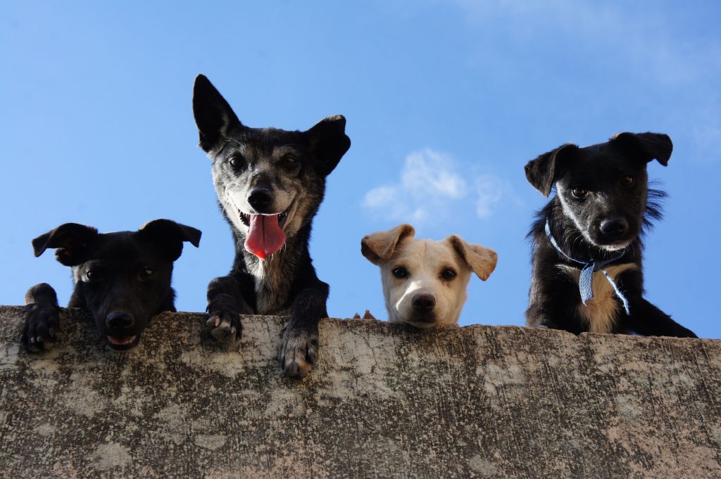  Há mais um hotel para o seu amigo de quatro patas em Viseu - Jornal do Centro