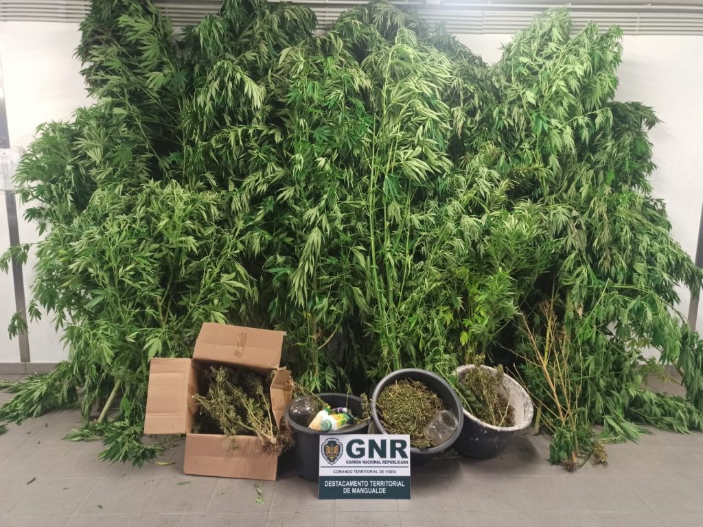  Homem com plantação de canábis detido em Sátão - Jornal do Centro