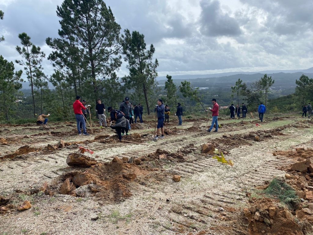  Mais de 530 árvores plantadas em São Pedro do Sul - Jornal do Centro