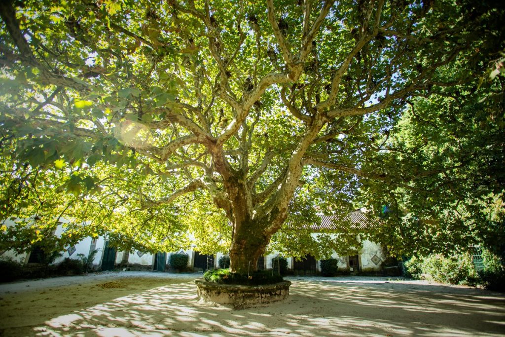  Eucalipto de Continge e Plátano do Palácio Anadia na corrida para árvore de 2023 - Jornal do Centro