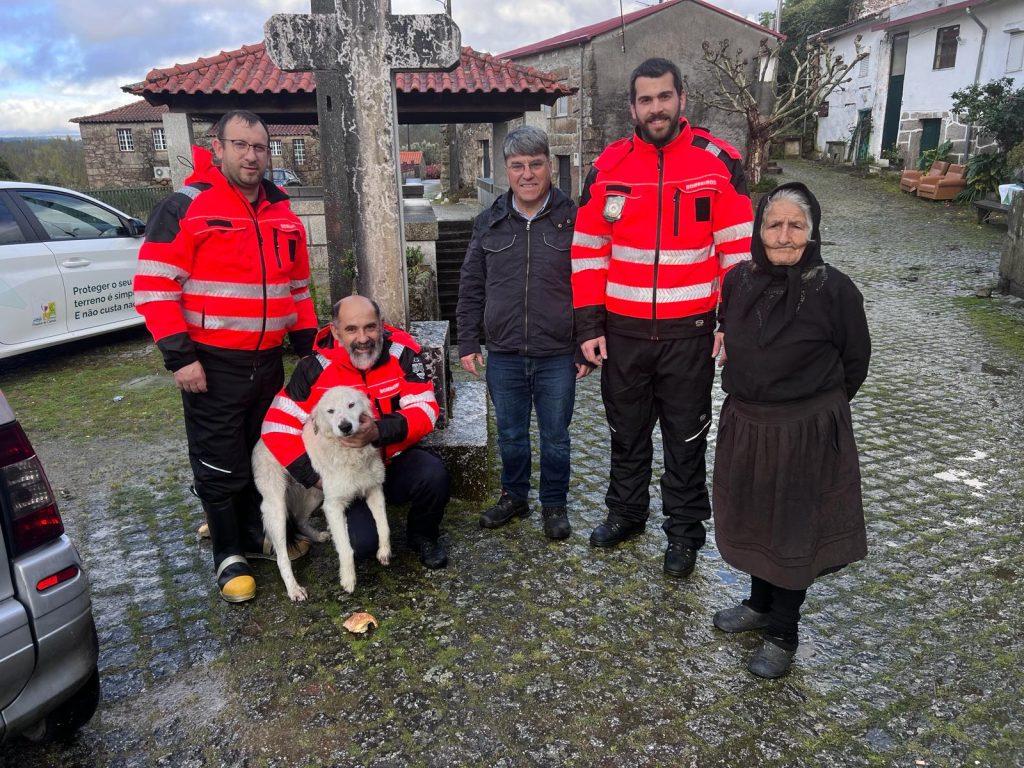  Bombeiros salvam cão “Benfica” que reencontra dona após cinco dias desaparecido