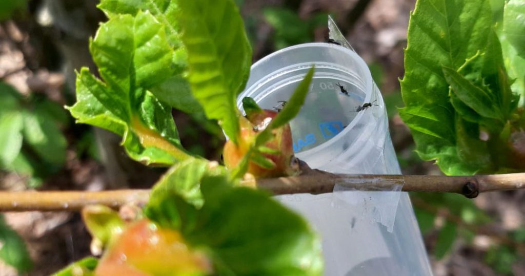  Oliveira de Frades combate a vespa do castanheiro - Jornal do Centro