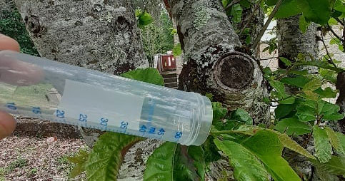  Vouzela luta contra a praga do castanheiro - Jornal do Centro