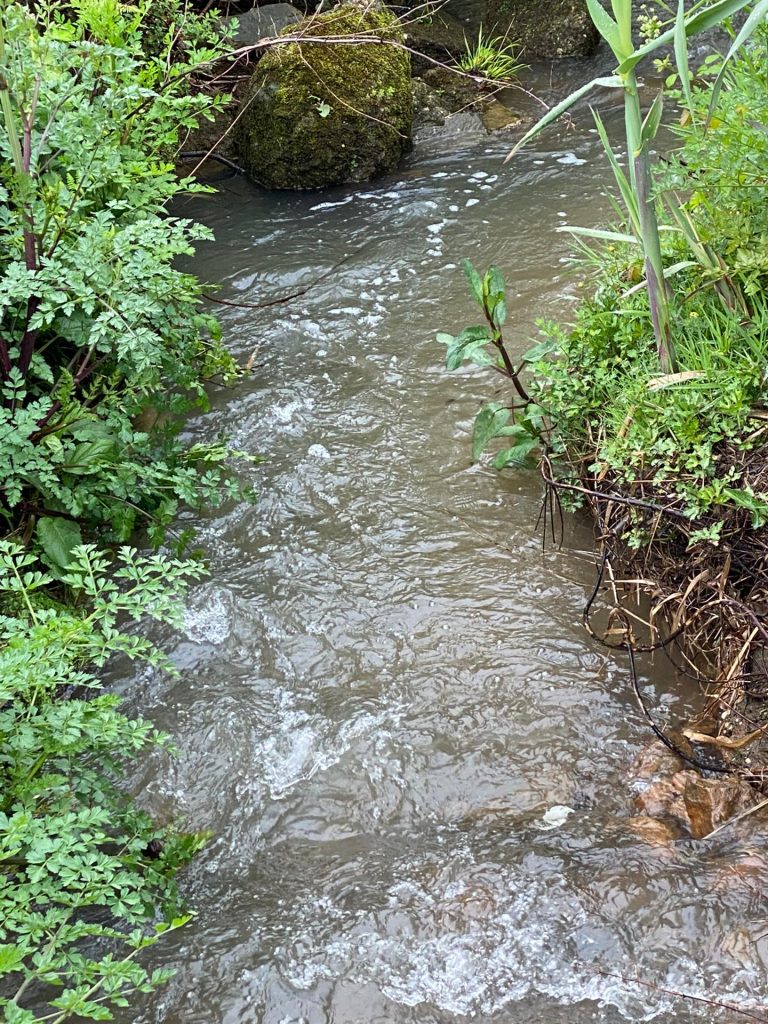  Município de Tondela chamado a intervir em foco de poluição no rio Dinha - Jornal do Centro