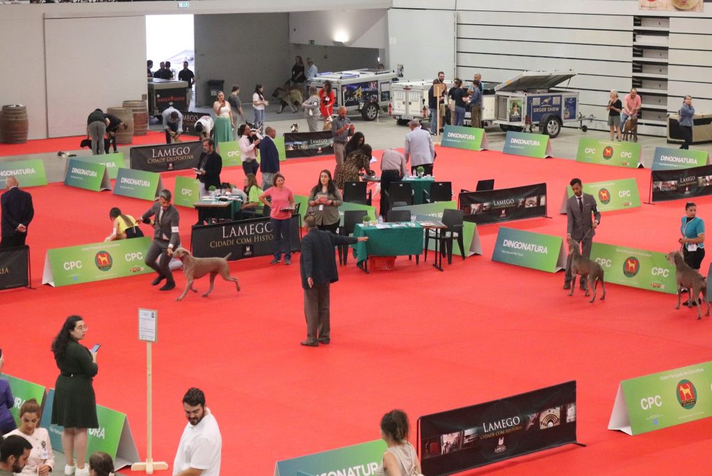  Provas caninas regressam a Lamego no mês de junho