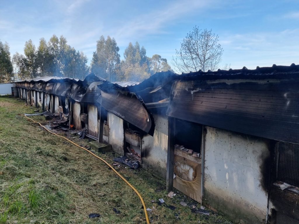  Oito mil galinhas morrem num incêndio em aviário