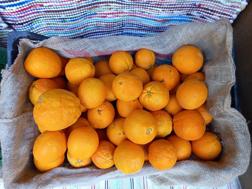  Feira em S. Pedro do Sul promove a laranja da região - Jornal do Centro