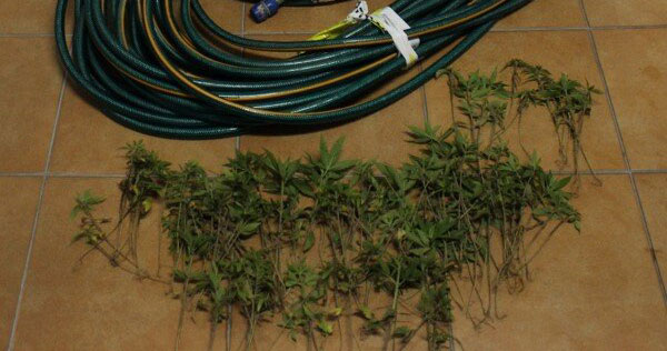  Homem detido por ter plantação de canábis em S. João da Pesqueira - Jornal do Centro