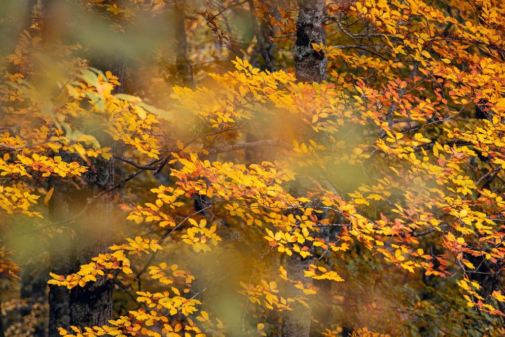  Concurso de fotografia em Vouzela com a “maior participação de sempre”