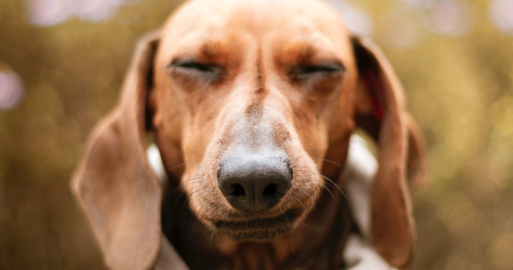  Concurso canino e exposição de rottweilers este fim de semana em Vouzela - Jornal do Centro