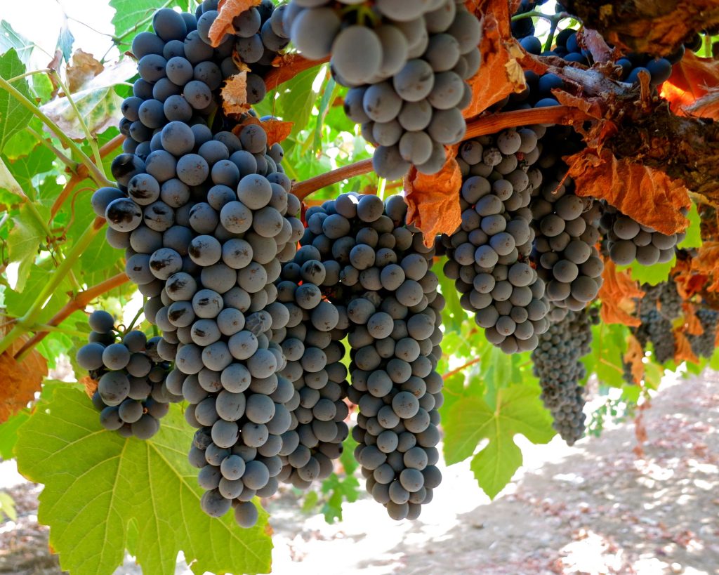  Viticultores do Douro dizem ter “batido no fundo” e prometem sair à rua em força - Jornal do Centro