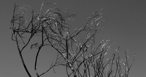  Exposição na ACERT mostra o que resta dos incêndios