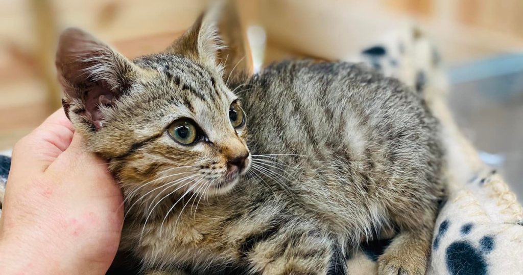  Campanha de adoção de animais este sábado em Lamego - Jornal do Centro