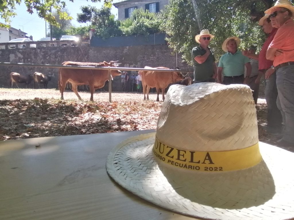  Autarquia de Vouzela ajuda a pagar despesas de saúde dos bovinos do concelho - Jornal do Centro