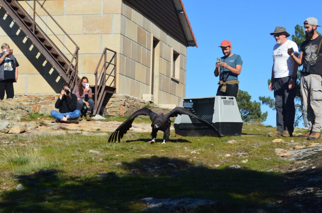  Crónica: O invulgar “Fado” da devolução de um abutre-preto à natureza - Jornal do Centro