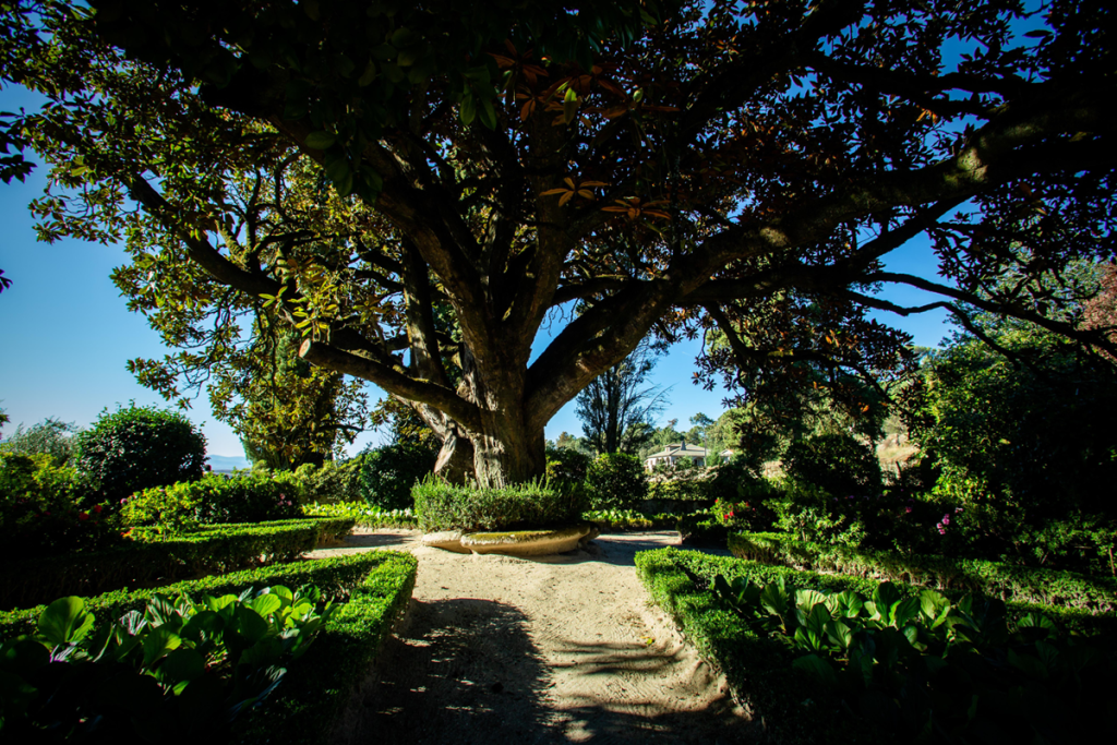  Magnólia de Mangualde entre as finalistas da árvore do ano - Jornal do Centro