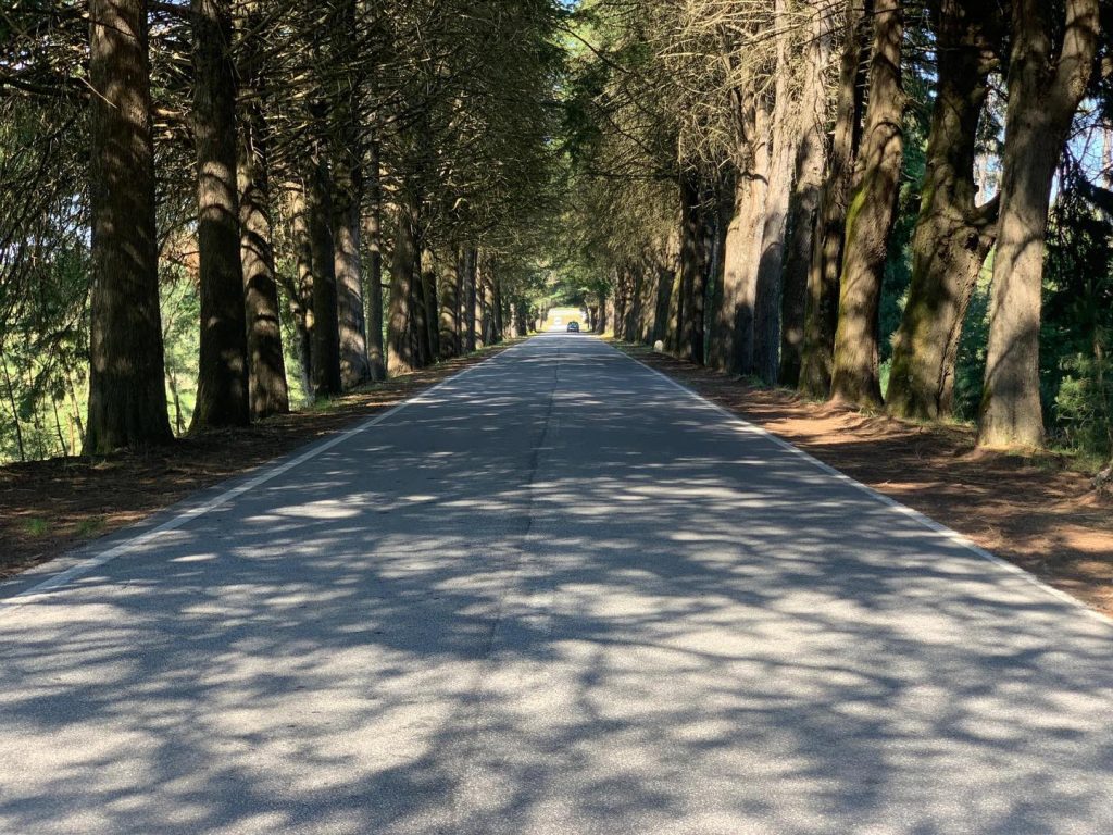  EN16 alvo da “maior limpeza” na última década, classifica autarquia de Mangualde - Jornal do Centro