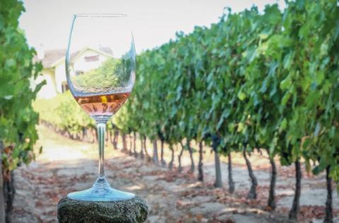  Produtores de vinhos juntam-se em Armamar na Montra Vínica - Jornal do Centro