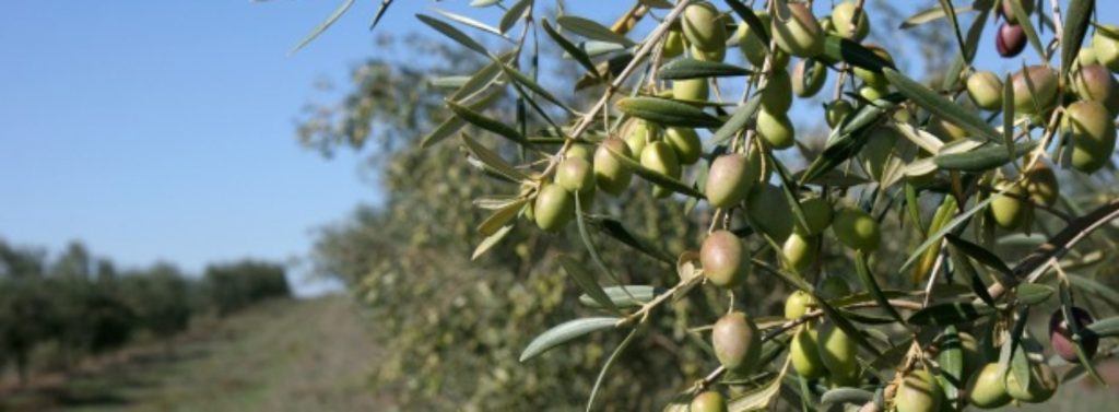  Produção da azeitona afetada pelo mau tempo na região - Jornal do Centro