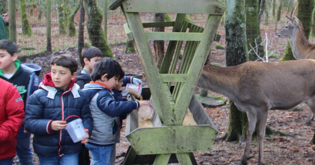  Lamego: Parque Biológico com Natal na Floresta - Jornal do Centro