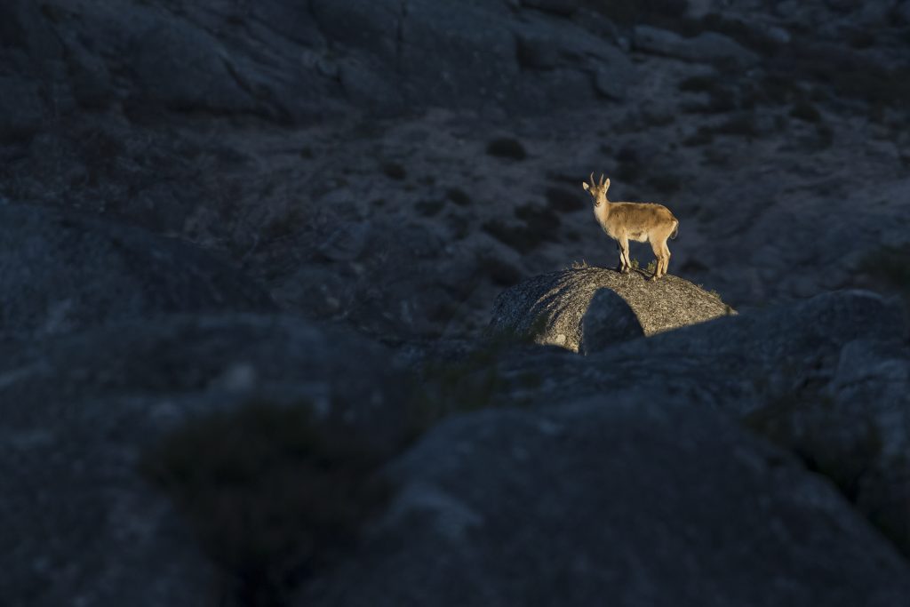  Fotógrafo Gilberto Pereira vence festival de imagem de natureza em Vouzela - Jornal do Centro