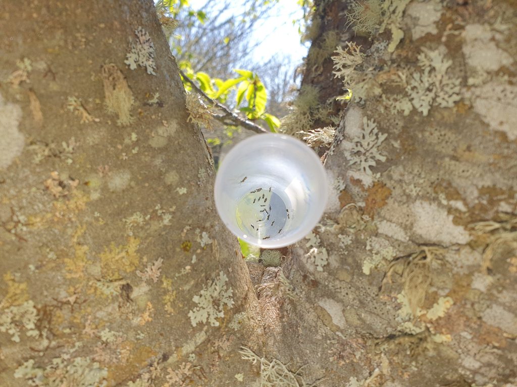  Sátão e Vila Nova de Paiva combatem a vespa das galhas do castanheiro - Jornal do Centro