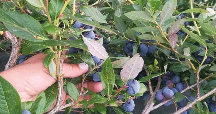  Agricultores de Mangualde procuram mão-de-obra para a apanha do mirtilo - Jornal do Centro