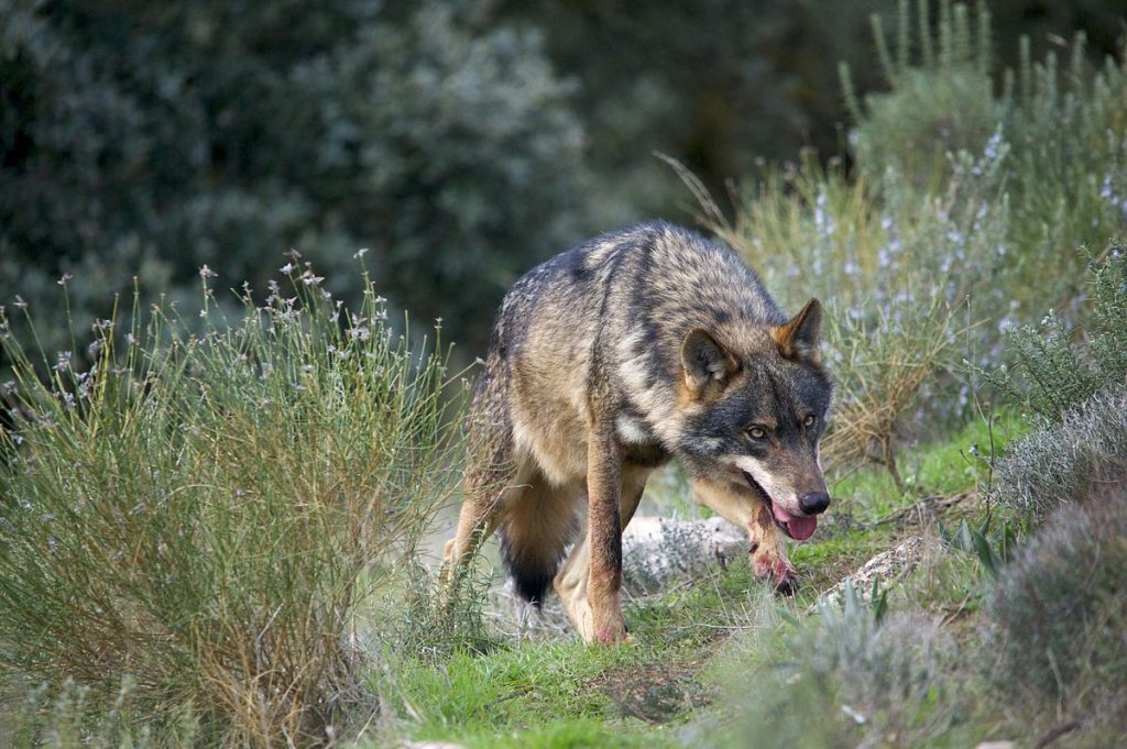  Agricultores de Viseu com 120 cães de gado para afastar ataques de lobo ibérico - Jornal do Centro