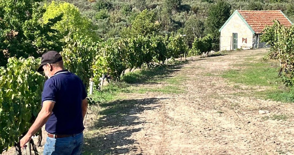  Nelas e Penalva do Castelo comemoram o Dia do Enoturismo com visitas a adegas - Jornal do Centro