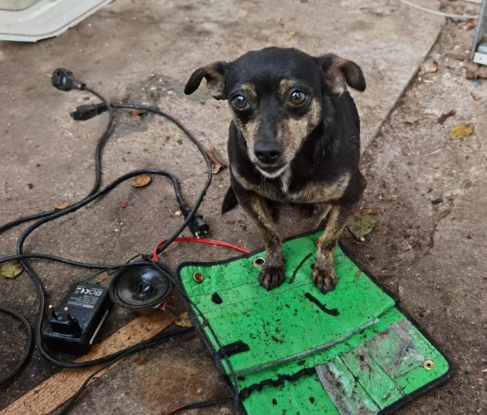  Família deixa cinco cães ao abandono - Jornal do Centro