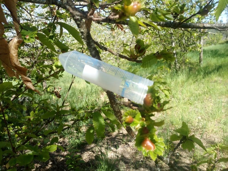  Insetos na luta contra a vespa da galha do castanheiro - Jornal do Centro