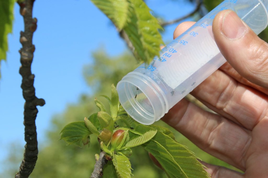  Sernancelhe no combate à vespa das galhas do castanheiro - Jornal do Centro
