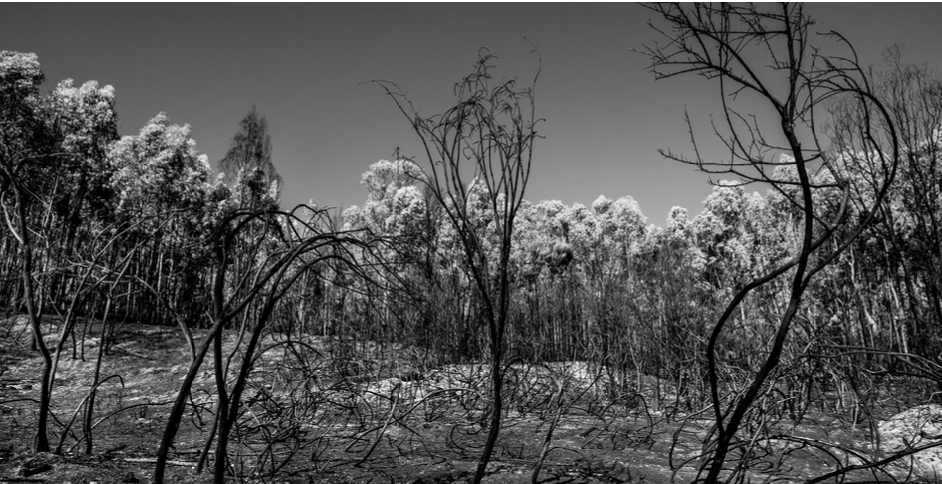  ACERT assinala os cinco anos dos incêndios de 2017 - Jornal do Centro