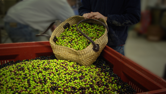  Azeite: Produção no distrito cai 50 a 70% avisam olivicultores - Jornal do Centro