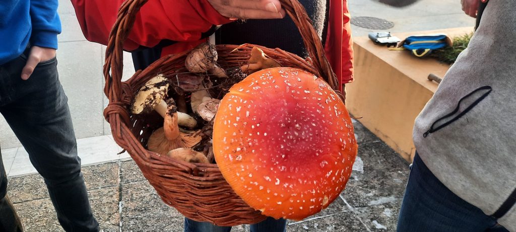  Atividade em Sátão junta cogumelos, astronomia e gastronomia - Jornal do Centro