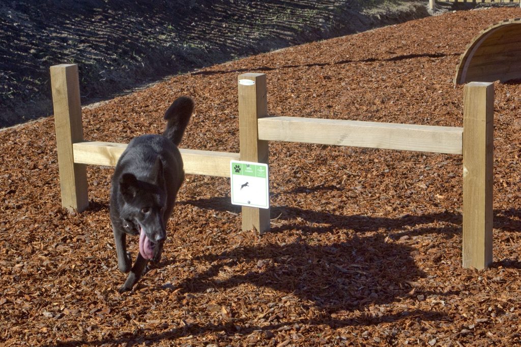  Empresa lança linha de parques caninos e o primeiro está em Oliveira de Frades - Jornal do Centro