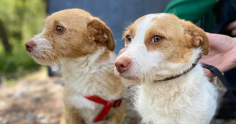  Lamego incentiva à esterilização dos animais de estimação - Jornal do Centro