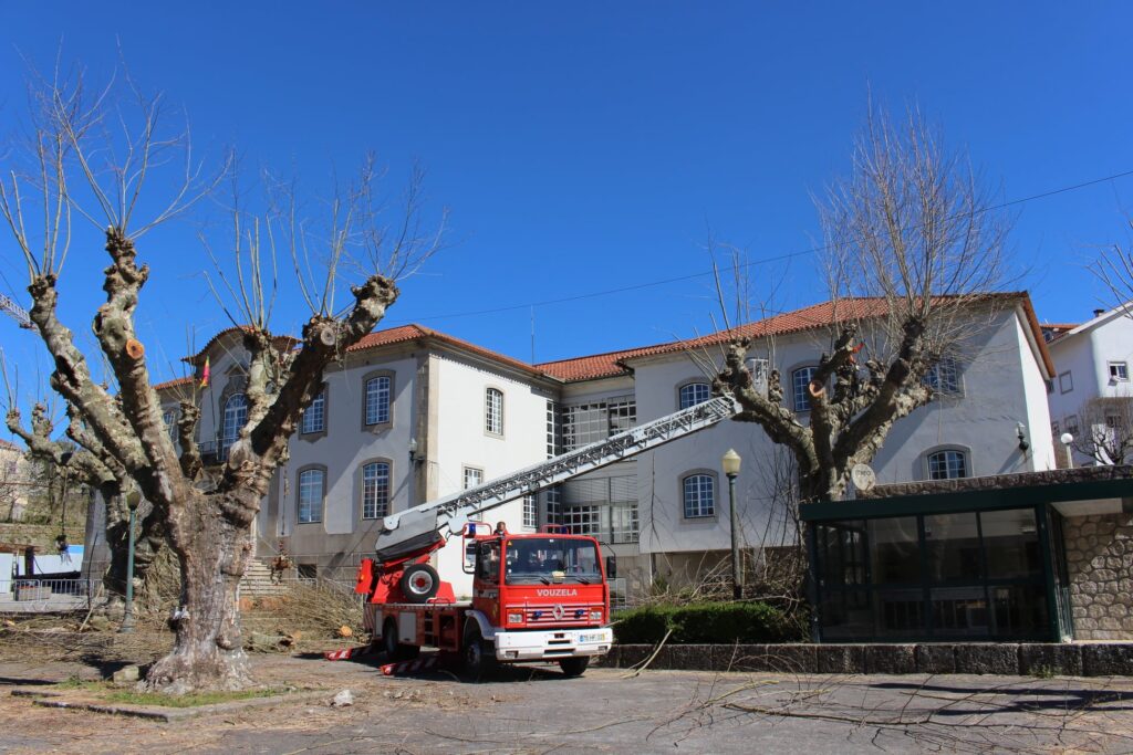  Vouzela: autarquia trata 29 árvores - Jornal do Centro