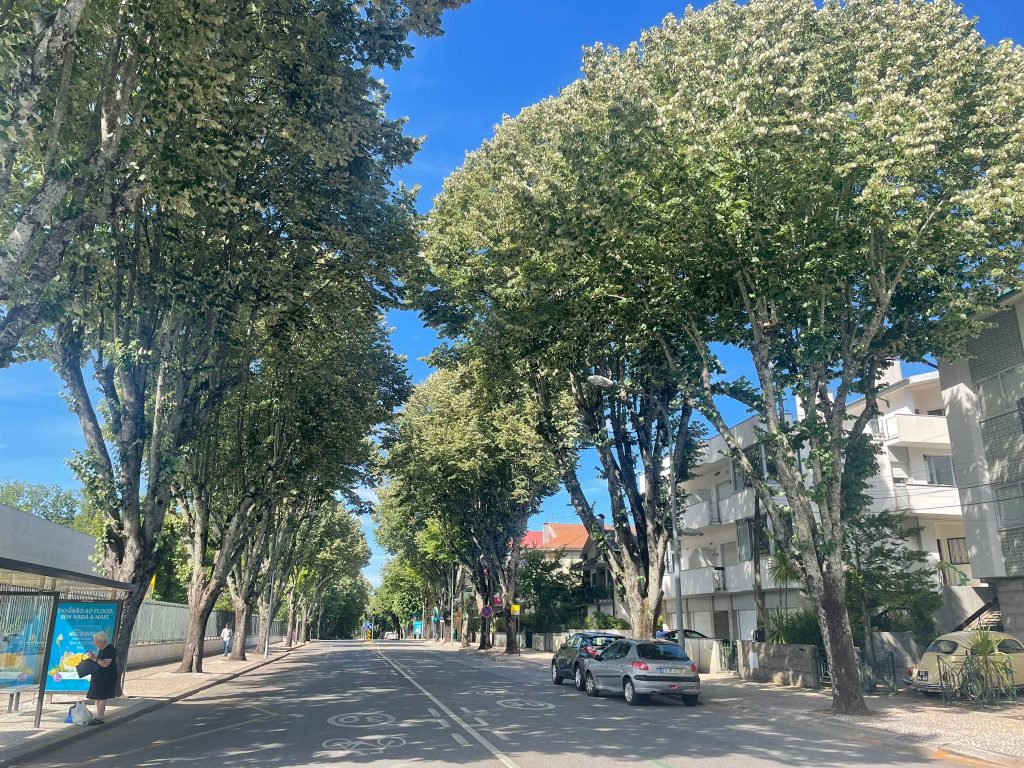  Tílias doentes vão ser abatidas em Viseu - Jornal do Centro