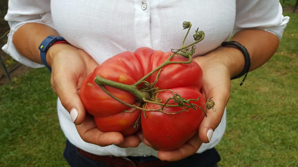  Tomate coração de boi é protagonista de festa que se espalha pelo Douro em agosto - Jornal do Centro