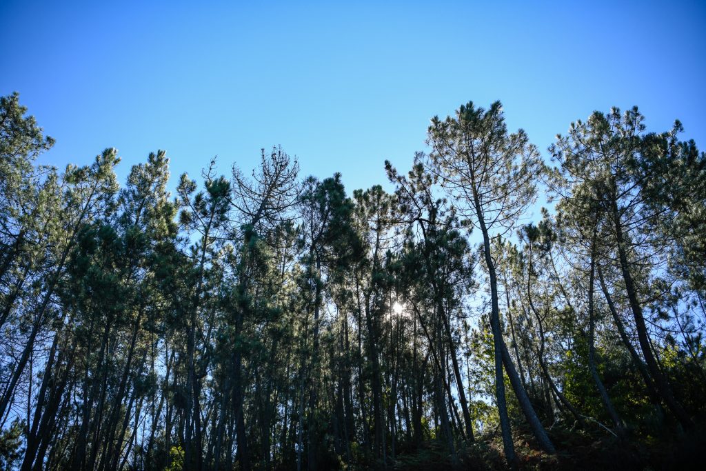  Projeto em Mortágua quer recuperar floresta destruída com eucaliptos - Jornal do Centro