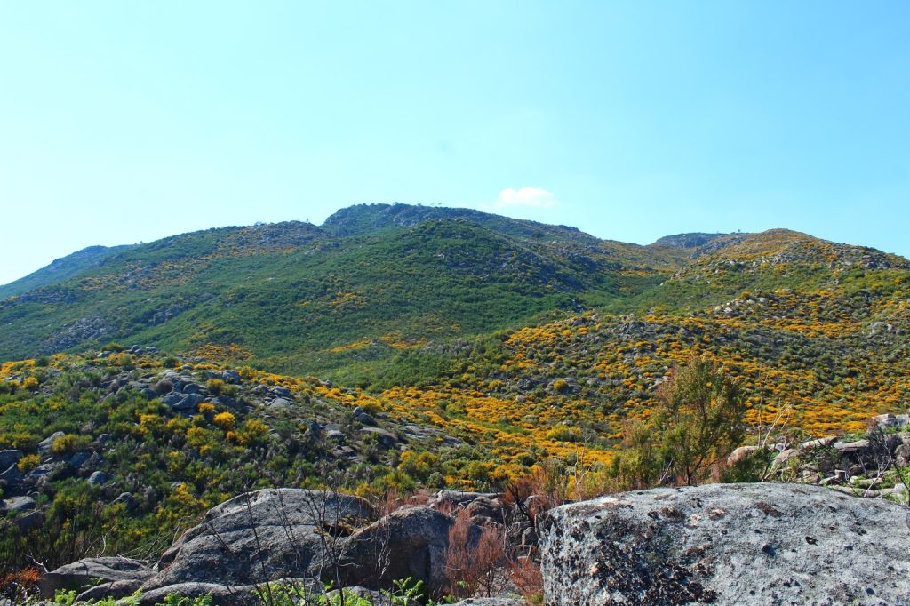  São Pedro do Sul: ação de reflorestação no baldio de Carvalhais - Jornal do Centro