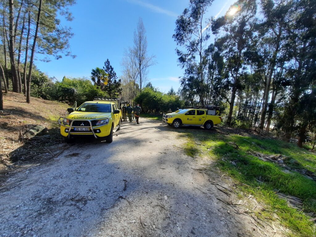  Viseu: novas árvores no Monte de Santa Luzia - Jornal do Centro